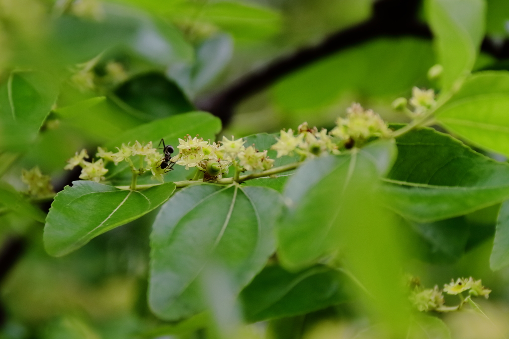 ナツメ咲く頃２