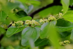 ナツメ咲く頃２