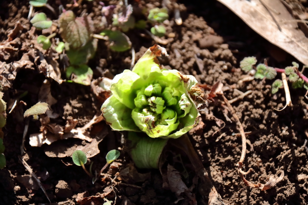 顔が見え始めました