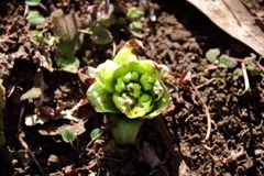 顔が見え始めました