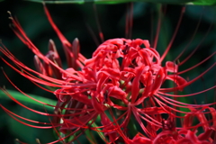 花散歩彼岸花２