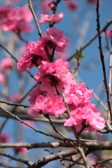 花散歩花桃赤１