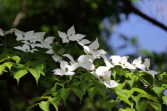 花散歩ヤマボウシ２