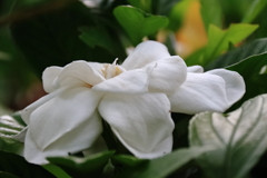 花散歩クチナシ１
