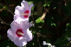 花散歩ムクゲ１