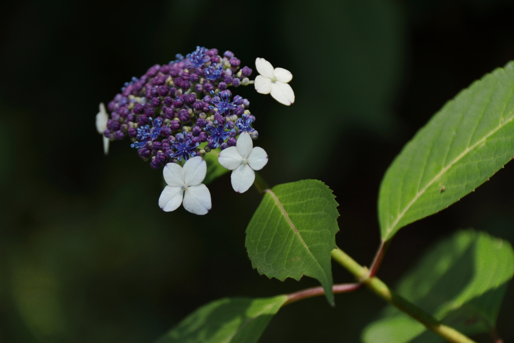 花散歩　ヤマアジサイ1