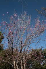花散歩花桃赤２
