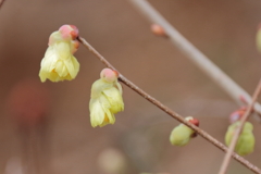 ヒュウガミズキ開花２
