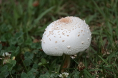 花散歩雨後のキノコ２