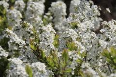 満開ユキヤナギ２