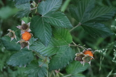 カジイチゴ実る２