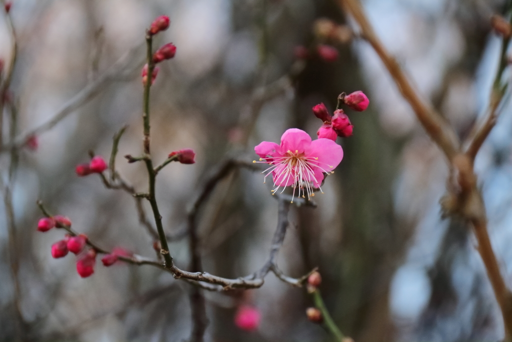 花散歩初春紅梅２