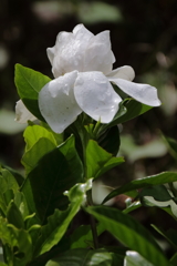 里山散歩クチナシ２