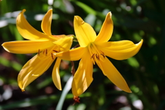 公園花壇キスゲ？３