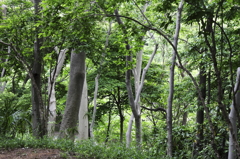 深緑の季節