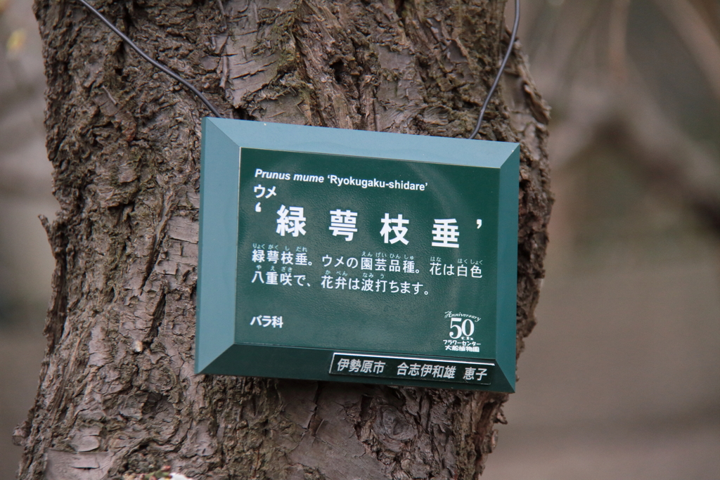 緑蕚枝垂