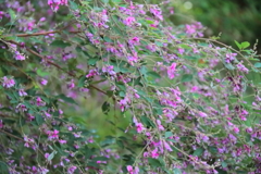 花散歩萩２