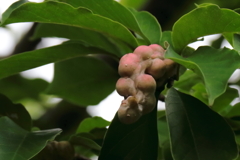 花散歩辛夷の実