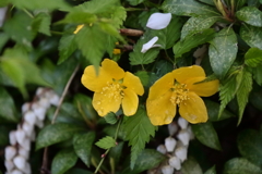 花散歩やまぶき２
