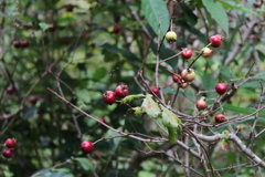 サンザシ熟れる頃