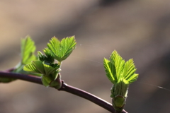 芽吹く１　カジイチゴ