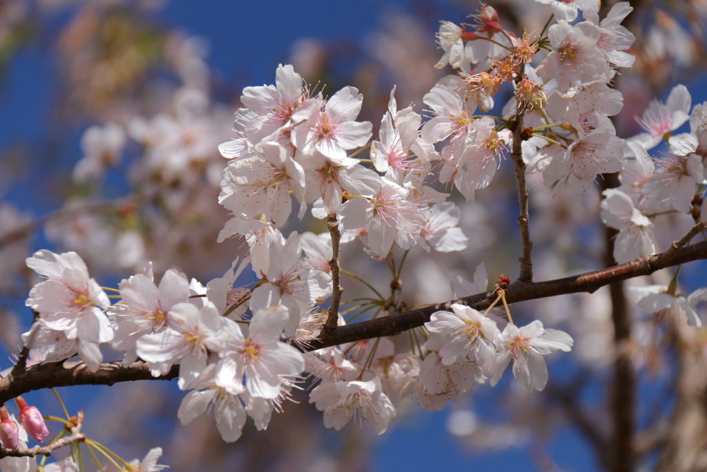 植物園から「春めき桜」２