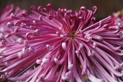 菊花展にて４