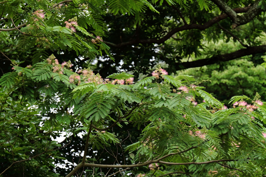 合歓木に花が咲く頃１