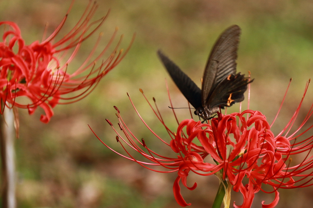彼岸花とアゲハ１