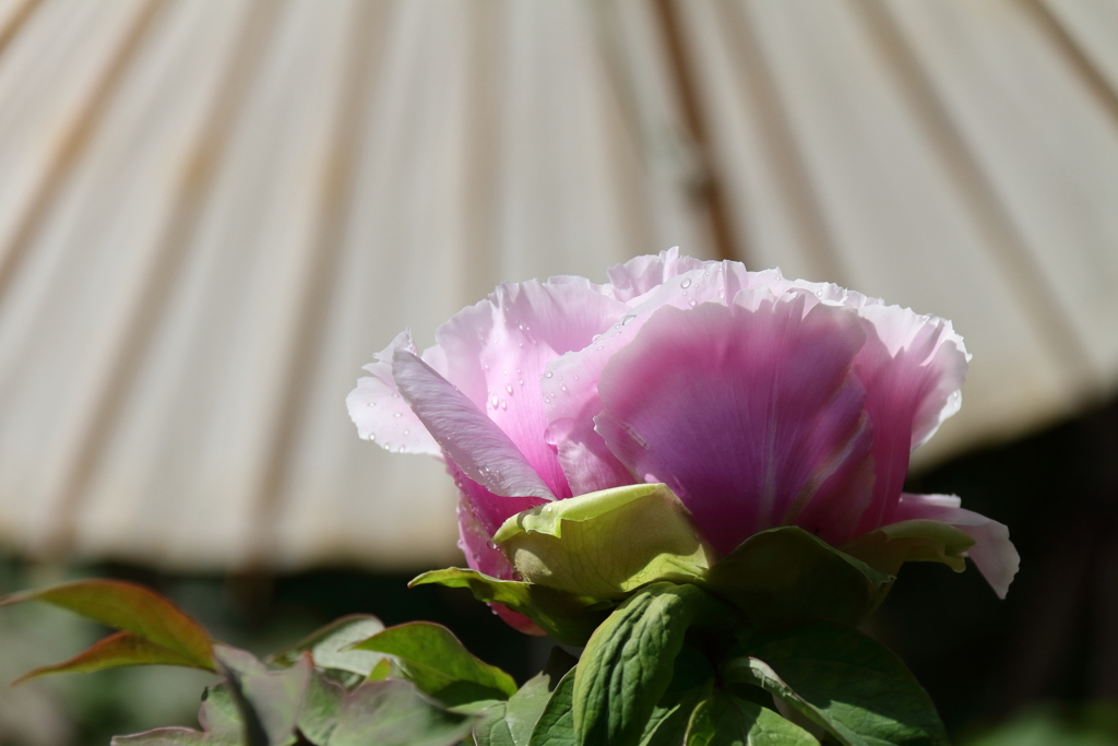 牡丹咲き競う３