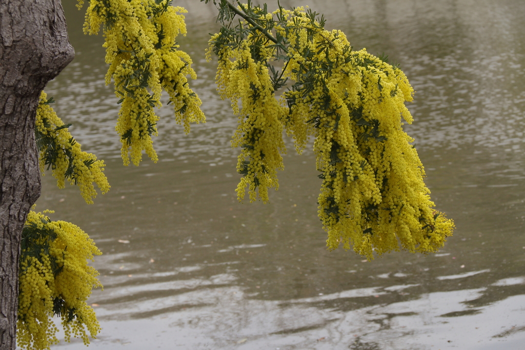 ミモザ垂れて２