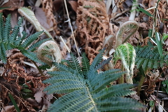 若芽いずる　シダ