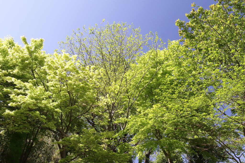 若葉出る頃10