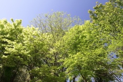 若葉出る頃10