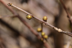 蠟梅間もなく開花