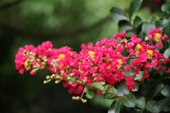花散歩百日紅1