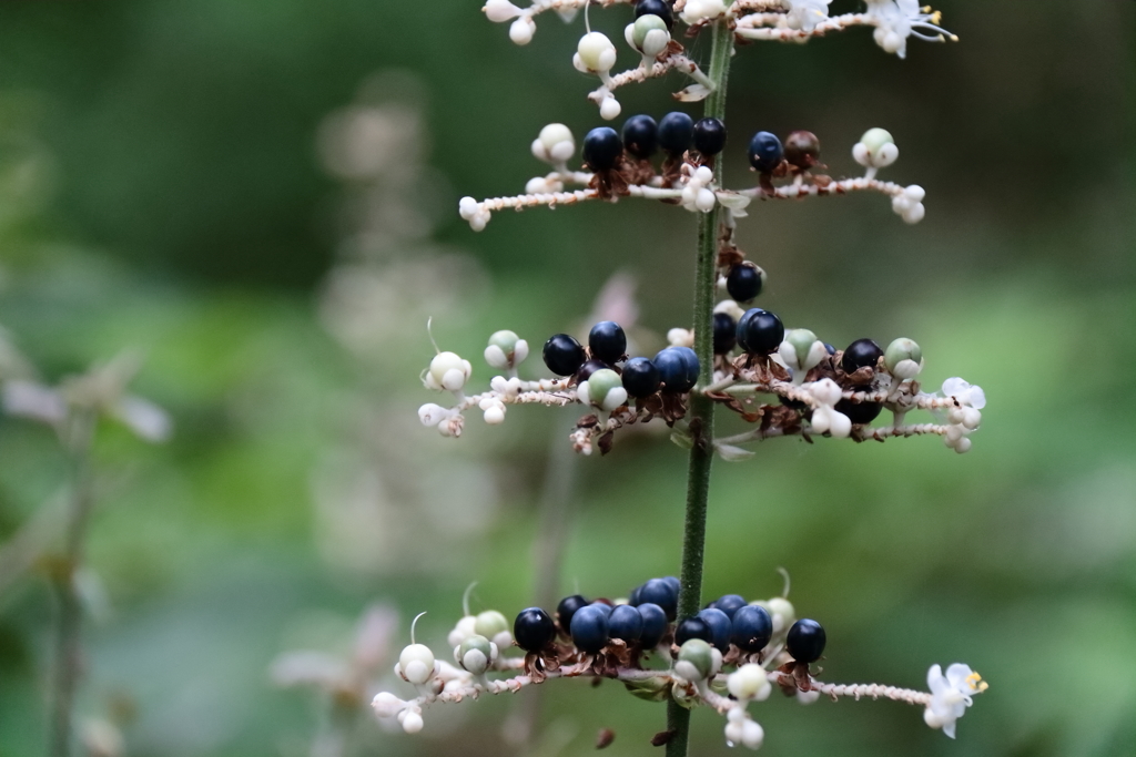 散歩道のヤブミョウガ３