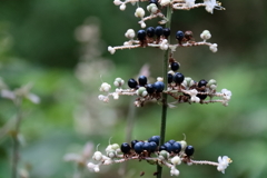 散歩道のヤブミョウガ３