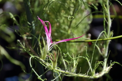 花散歩最後の変化朝顔２