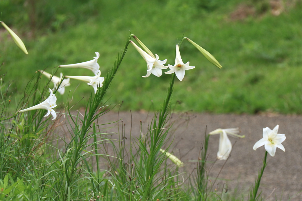 シンテッポウユリ