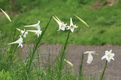 シンテッポウユリ