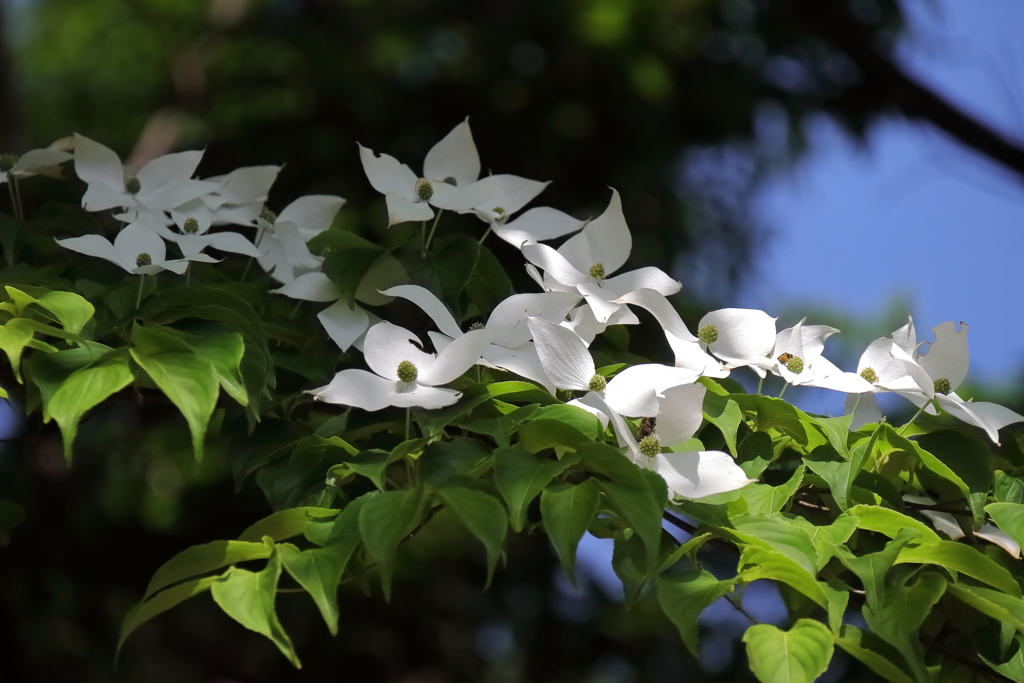 花散歩ヤマボウシ１