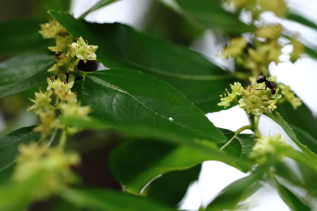 ナツメ咲く頃３