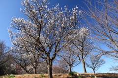花散歩春光白梅2