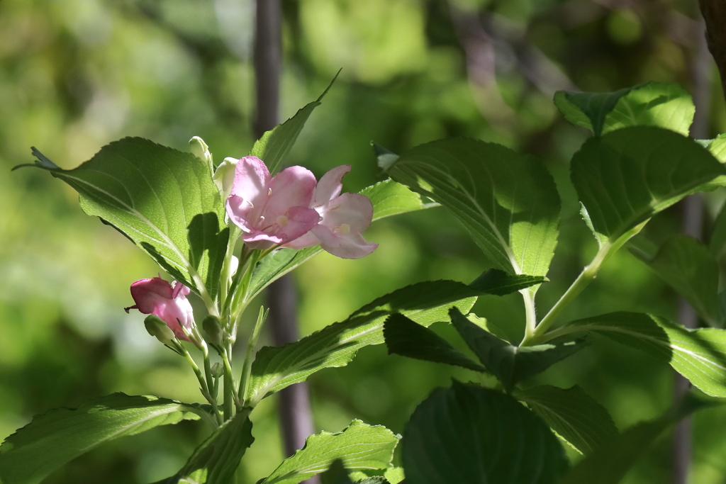 里山散歩ハコネウツギ４