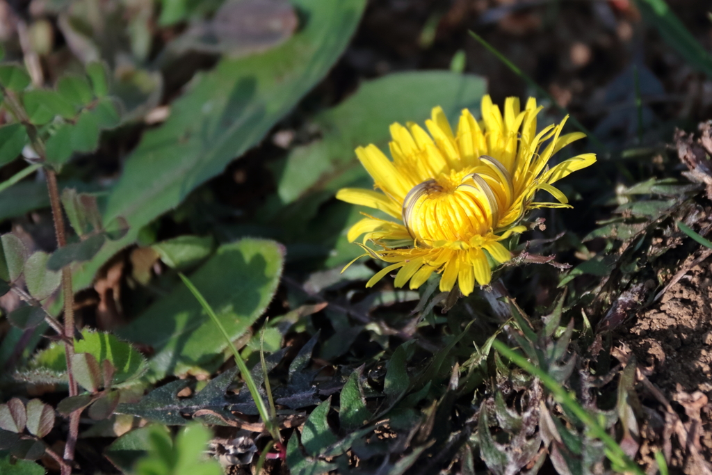 花散歩セイヨウタンポポ