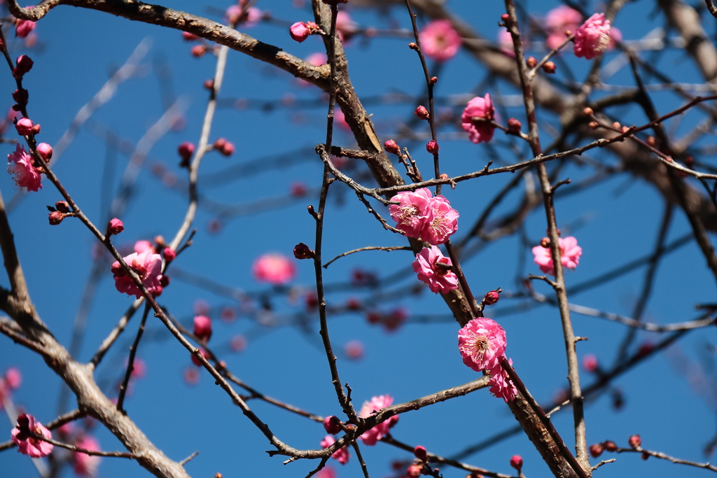紅梅開花２