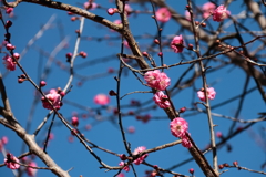紅梅開花２