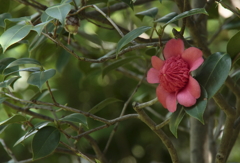 鎌倉花散歩　ベニカラコ