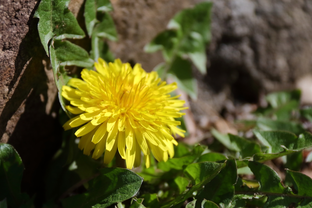 散歩道の野草達２